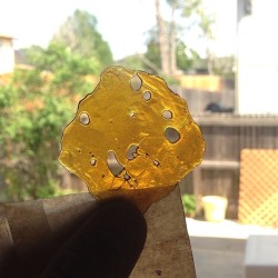 errld:  Little chunk of some Pre ‘98 Bubba Kush (@thehealthcenter) x Agent Orange (@allgreensdenver) Nug Run Shatter this #Shatterday!   #errlsquadwww.errld.com