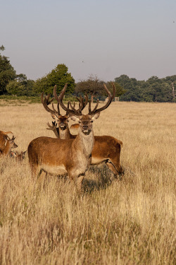 intothegreatunknown:  Richmond Park | London,