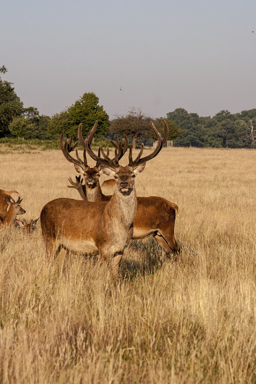 intothegreatunknown:  Richmond Park | London, UK