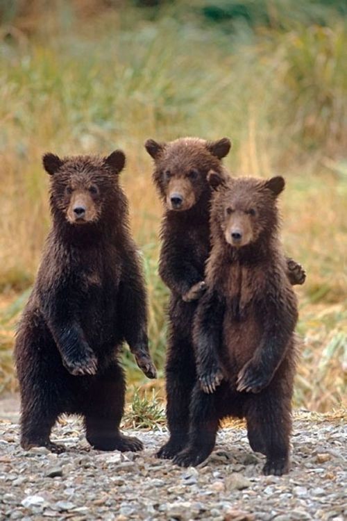 magicalnaturetour:  Three adorable cubs waiting for their mom to bring them some dinner in the park in Alaska. (Steven Kazlowski / Barcroft Media)