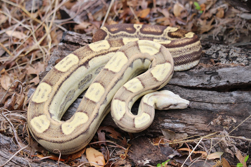 Bermuda Rose - VPI T+ motley (Boa imperator)