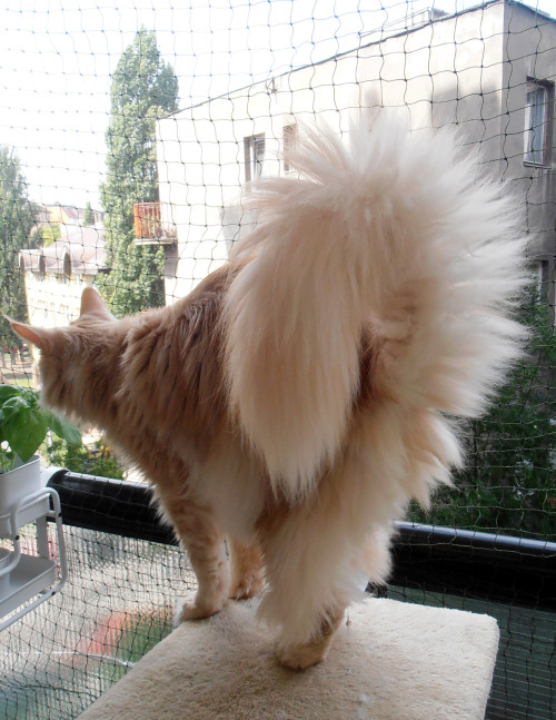 redandblackcats:karmaspersonal:kittehkats:Tail Floofs, We Got ‘Em!Kitties with super fluffy tails.gi