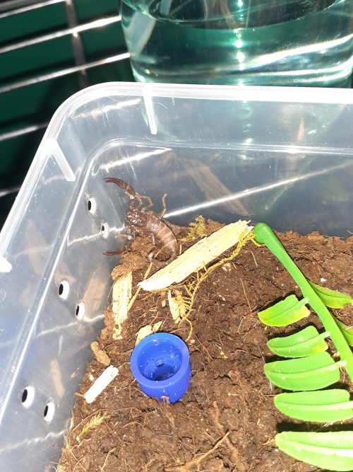 Baby Scorpions Photodump