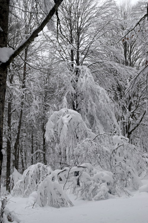 Elurra Opakuan / Snow in Opakua.Pic sources: 1, 2 &amp; 3