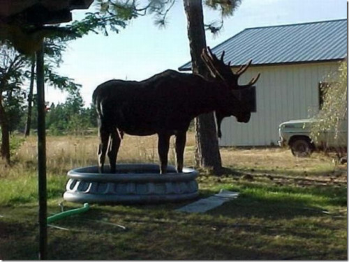 thatslatebluewolf: That mailbox is just like “OH GOD JUST KILL ME IT’S TOO HOT”