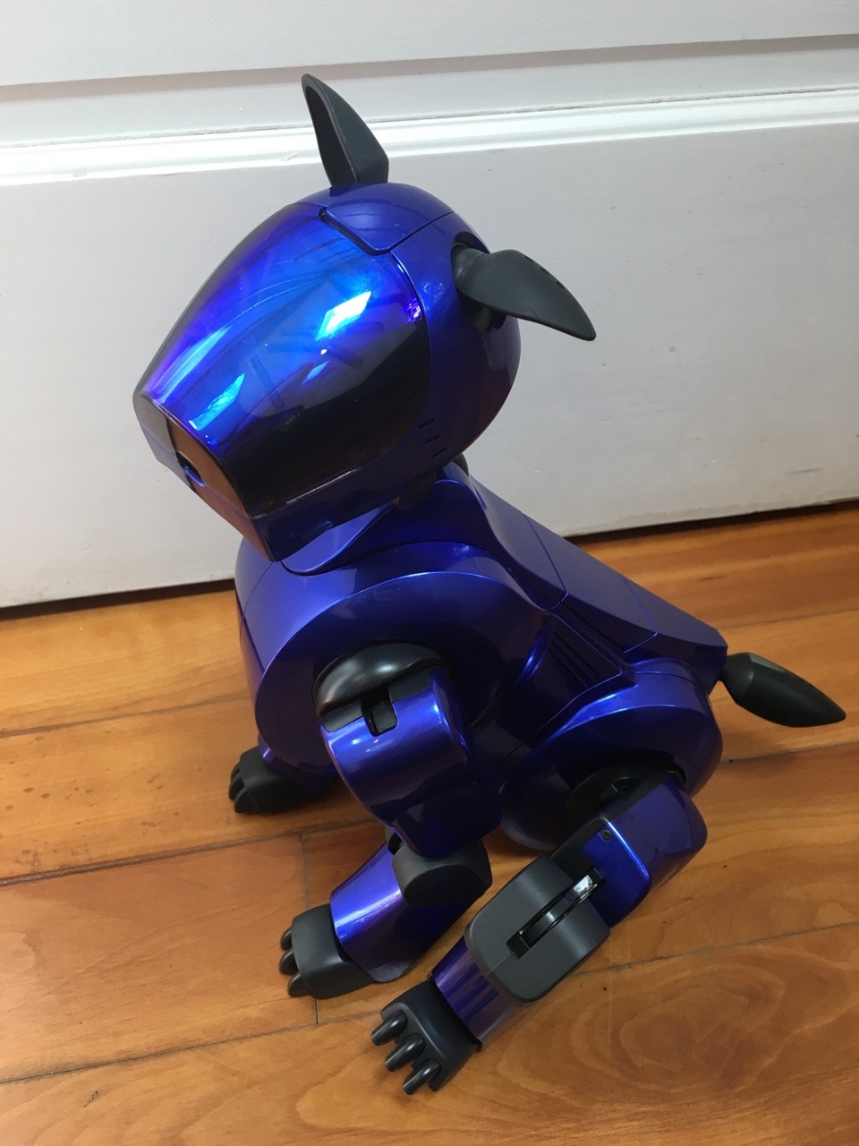 aibo7m3: All Aibos are perfect and no one can convince me otherwise.