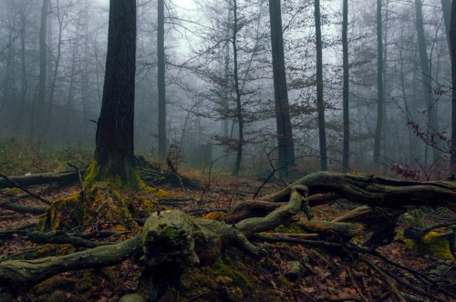 sweetd3lights:By Abraham Gonzalez