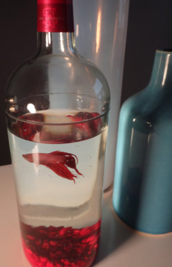 Juggalo-Prince:  Meofsharick:  Rant Time. The Longer I Keep Bettas, The Angrier