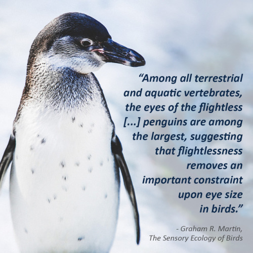 oupacademic: In addition to ostriches, rheas, cassowaries, and emus, penguins have relatively large 