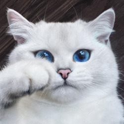 boredpanda:    This Cat Has The Most Beautiful Eyes Ever     &lt;3 o&lt;3