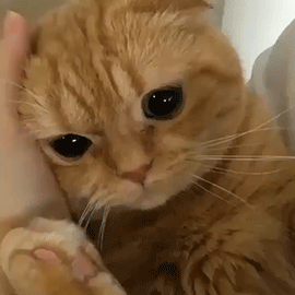 kitty & cat posts / memes