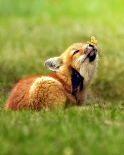 Baby fox with butterfly