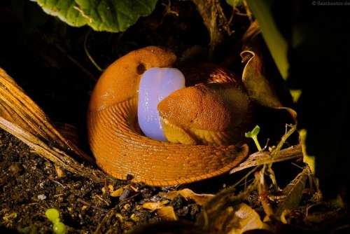 saatkontor: Snails in love