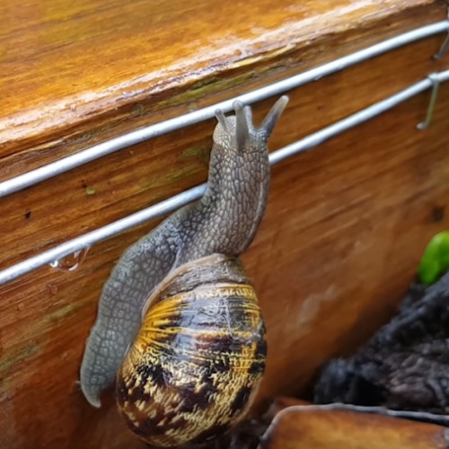 An Electric Fence for Snails and Slugs http://ift.tt/2sY99yR