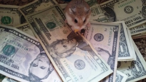 Sex hamsterrobocop:  this is the money hamster pictures