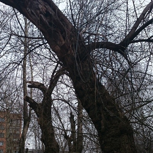 #Trees #web  #Izhevsk #yesterday  #travel adult photos