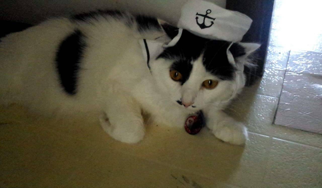 havesomemoore:  ihuatzin:  Hello everyone, today I had to take my cat Jojo to the