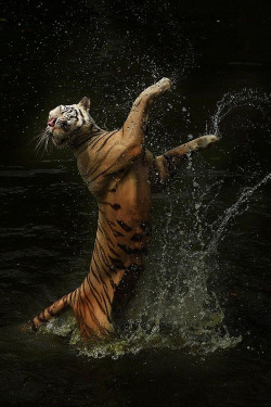wolverxne:  Dancing Tiger by Cindy Budiono 