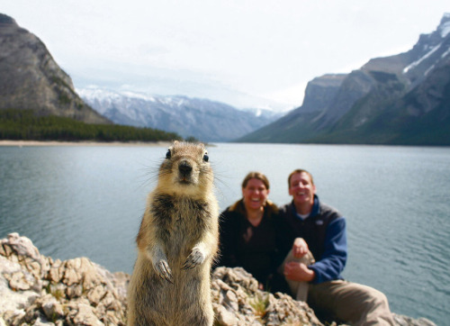 i-cant-think-of-a-better-url:  inlovewithrocknroll:  tastefullyoffensive:  Animal Photobombs (Part 1)  by far one of the best things I’ve seen on tumblr  WELCOME TO THE PETTING ZOO MOTHER FUCKER 