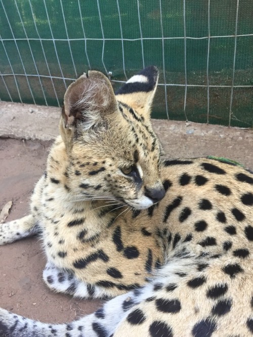 whisperingleah: Cheetah and Servals