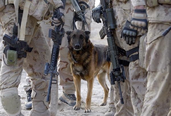 majorleagueinfidel:  War Dogs serving in Afghanistan – 2007-2012. 
