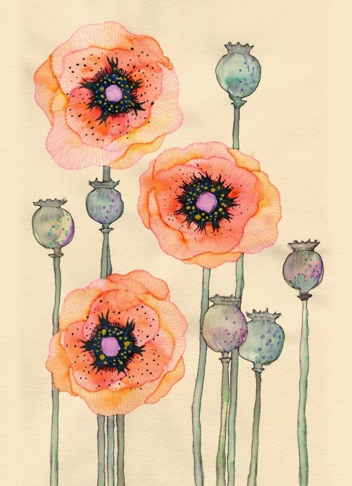 (via Art Love / Poppy and seed pod study, Colleen Parker)