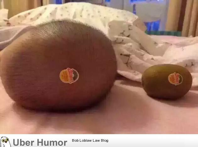 omg-pictures:  Kiwi for scalehttp://omg-pictures.tumblr.com