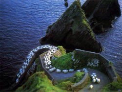 Stunningpicture:  Sheep Highway In Ireland.