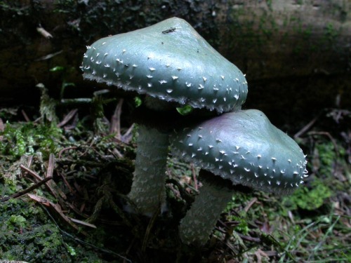 voiceofnature: Stropharia aeruginosa