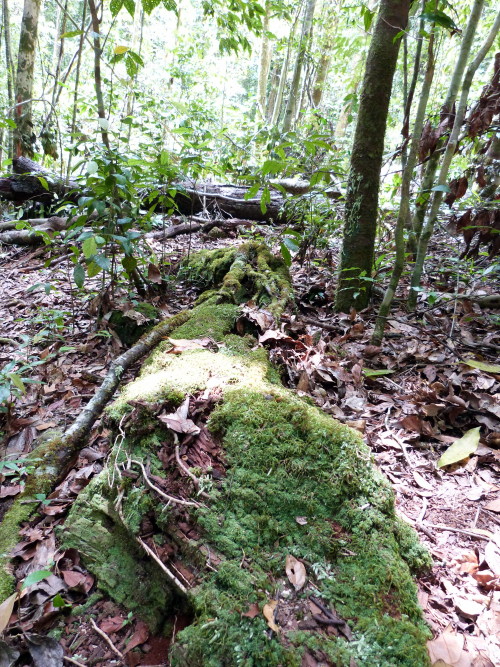 Rainforest at Paluma, Townsville.  Queensland. Photographer: Melanie Wood