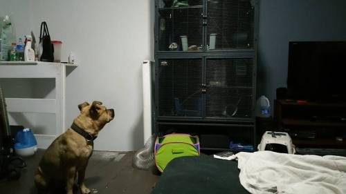 thecorpsevag: My shit dog lusting after my friend’s shit ferret  We have the best dogter 