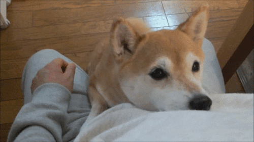 awwww-cute:  I love you, do you love me? (Source: http://ift.tt/2Cao4Y7)