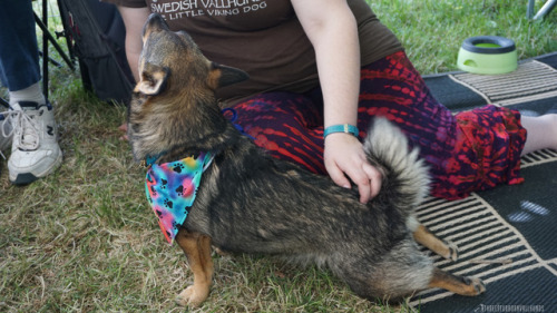 It’s too hot to take new pictures so here are some more from our Woofstock adventure~