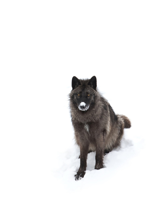 wolvenrealm:  Black Wolf by Jim Cumming