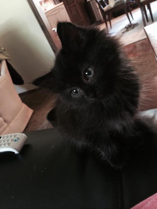 awwww-cute:  Found this guy under the lawn mower. He’s here for good