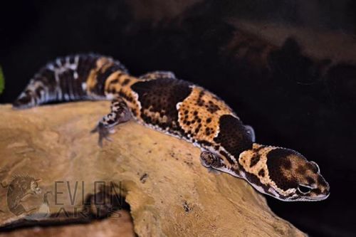 evlonarts:Yanyan has grown to be such a beautiful gecko