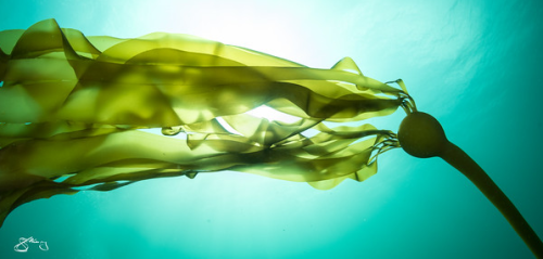 fuckyeahfluiddynamics: Many species of kelp change their blade shape depending on the current they e