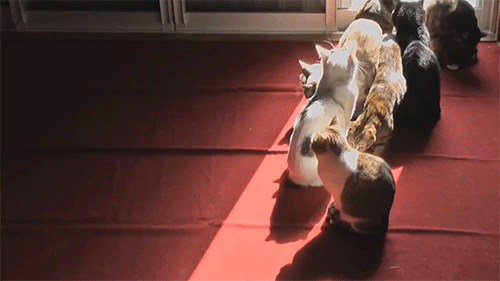 hongrie:  time-lapse sun-cats ひまわり猫窓      cats are solar powered conformed 