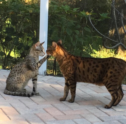 heatherdcatlady:Talk to the paw