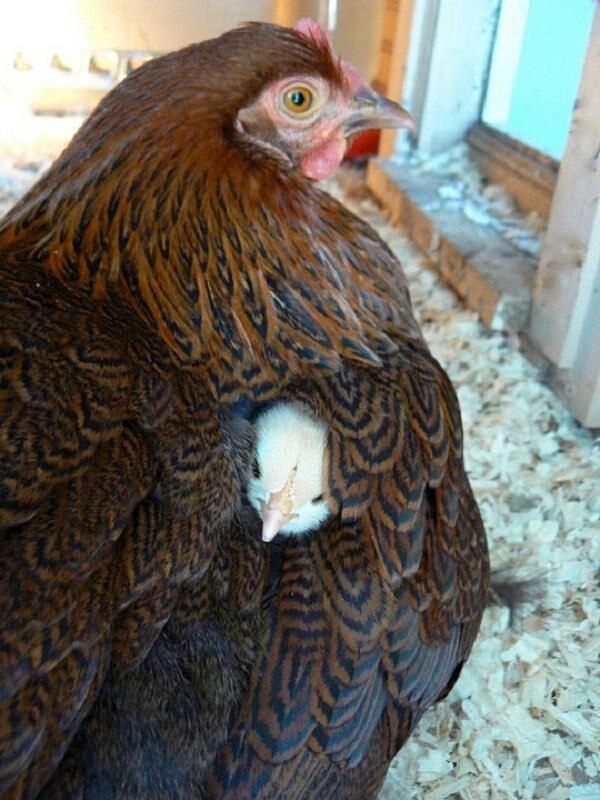mitchellthespaceman:  New scientific discovery: chickens apparently reproduce via