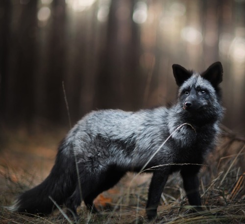 beautiful-wildlife:Silver Fox by © Iza Lyson