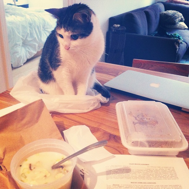 Mittens wanted to be part of the pad Thai lunch special, so he sat in the bag hoping no one would notice he wasn’t there before. / via instagram