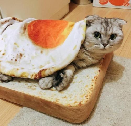 archiemcphee:  On Caturday a hearty breakfast of fried eggs on toast isn’t eaten, it’s napped on as only cats can.Get your own toast cat bed here.[h/t: Pleated-Jeans]