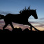 mystichorse