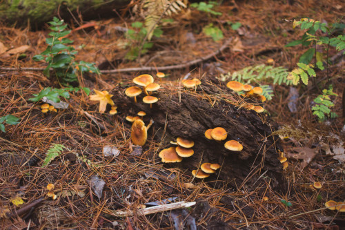 Fungi and Pine Needles