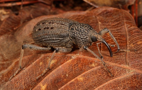 sinobug