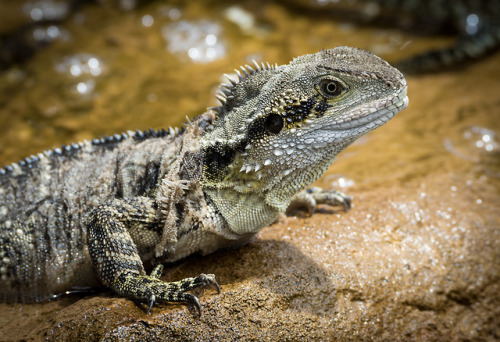 lovingexotics: Eastern Water Dragon Intellagama lesueurii Source: Here