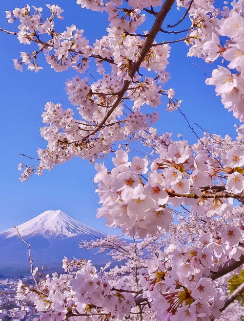 coiour-my-world:Arakurayama Sengen Park, Yamanashi, Japan ~ by capkaieda