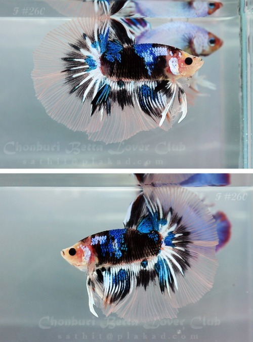 aquaforia:kick-ass-things:The Graceful Betta BachelorThe last one is my favorite