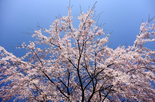 サクラ by ( ´_ゝ`) ShoVia Flickr:今年の桜も、美しく咲いて、すごく貫禄のある桜に圧倒される。